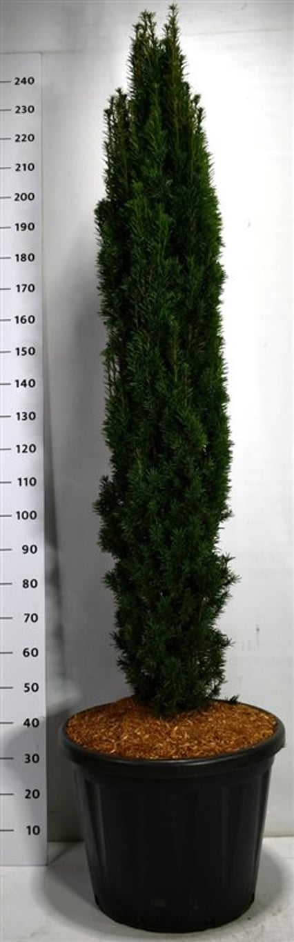 Taxus b. 'Fastigiata Robusta' - C80 140-160 CM